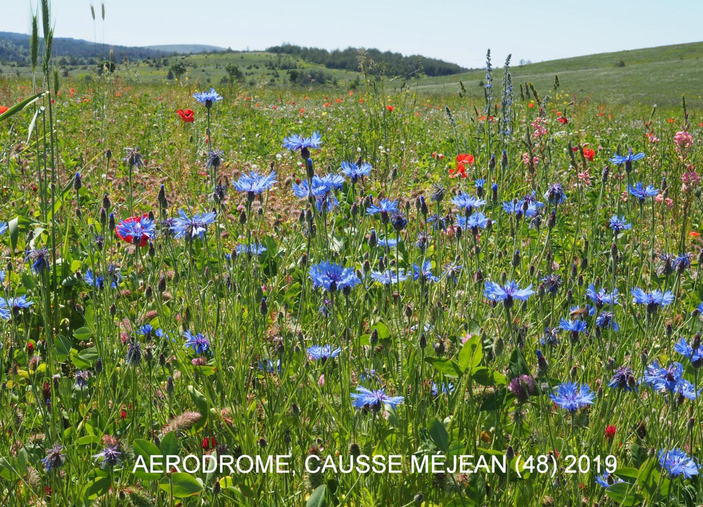 Cornflower plant